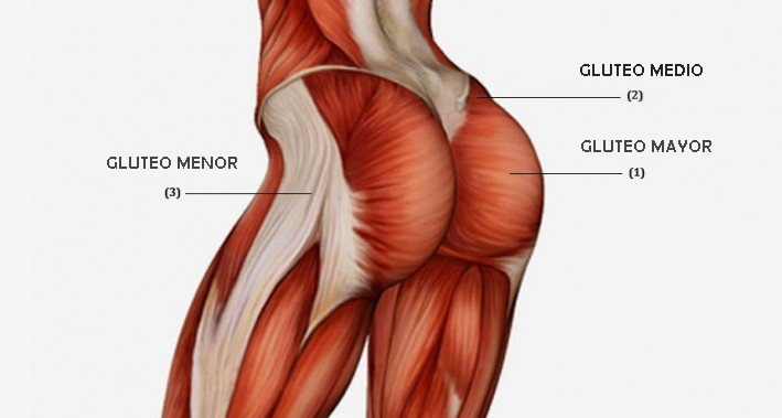 GLÚTEOS 30/30 -muscles- buttocks-gluteal muscles 